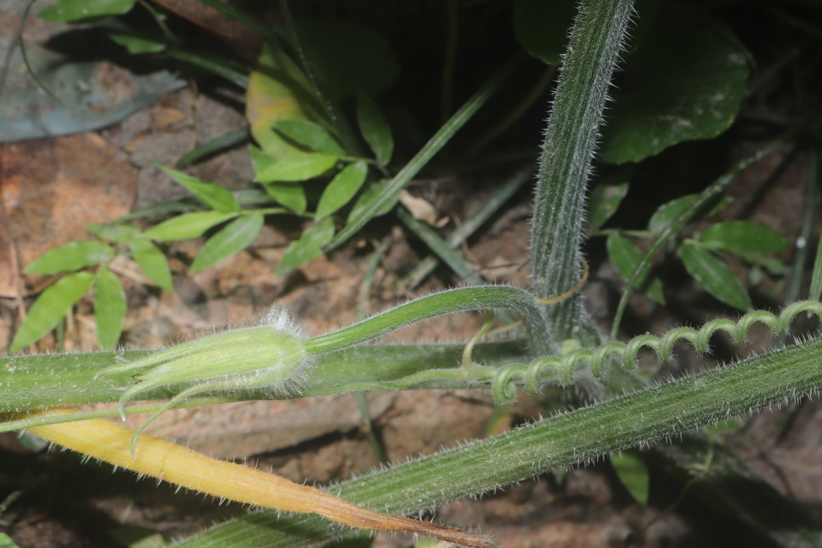 Cucurbita maxima Duchesne