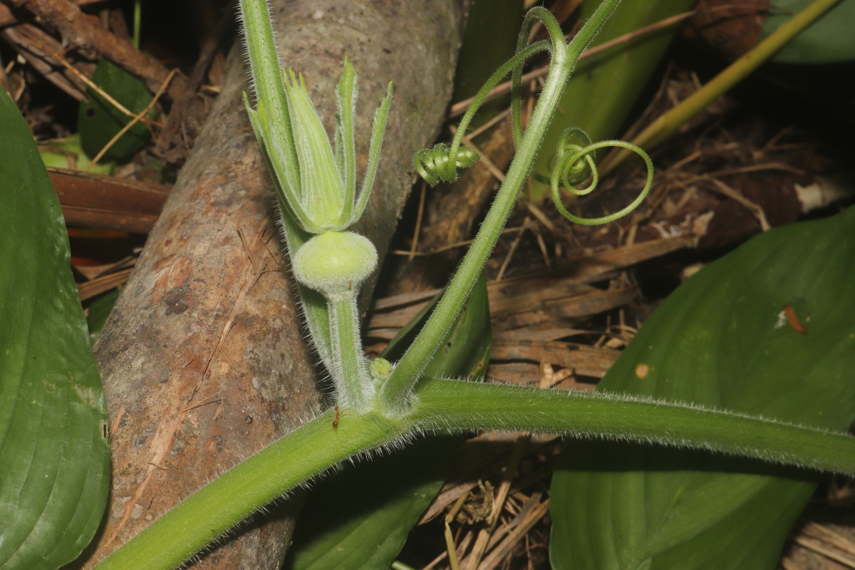 Cucurbita maxima Duchesne