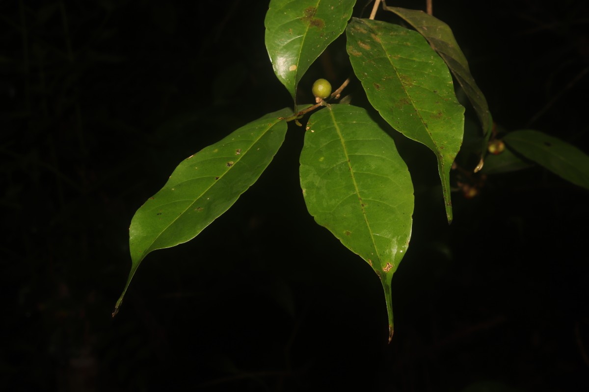 Aporosa lanceolata (Tul.) Thwaites
