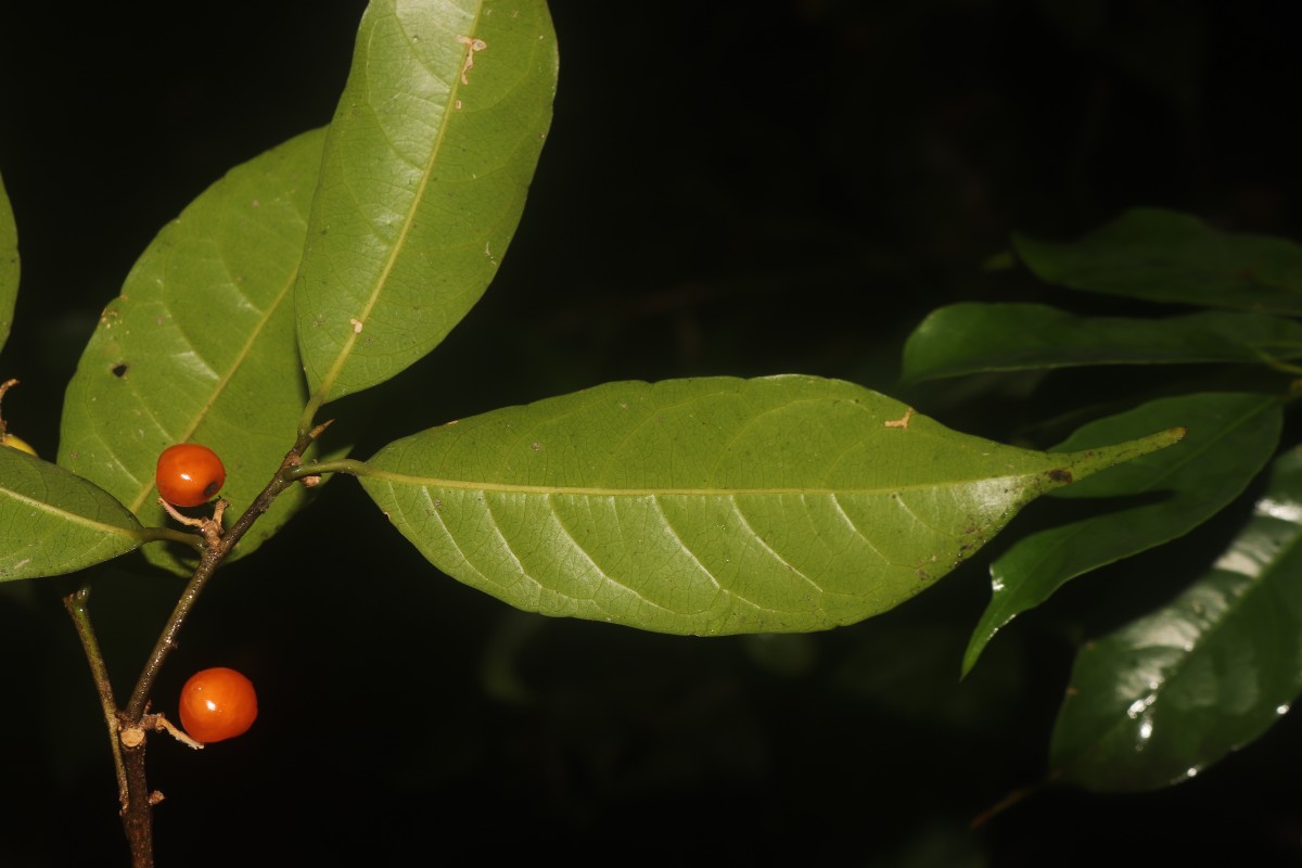 Aporosa lanceolata (Tul.) Thwaites