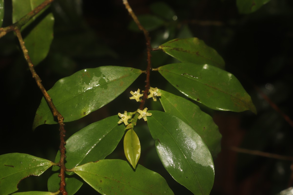 Erythroxylum moonii Hochr.