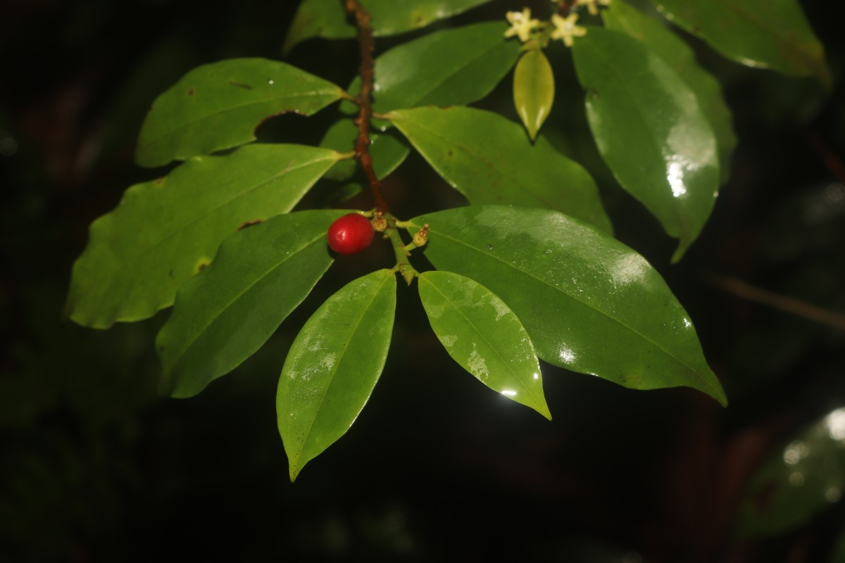 Erythroxylum moonii Hochr.