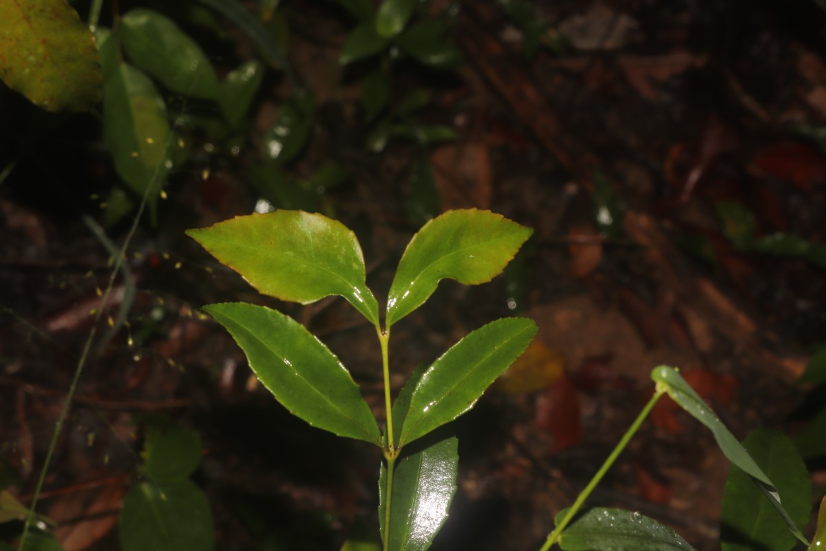 Euonymus walkeri Wight