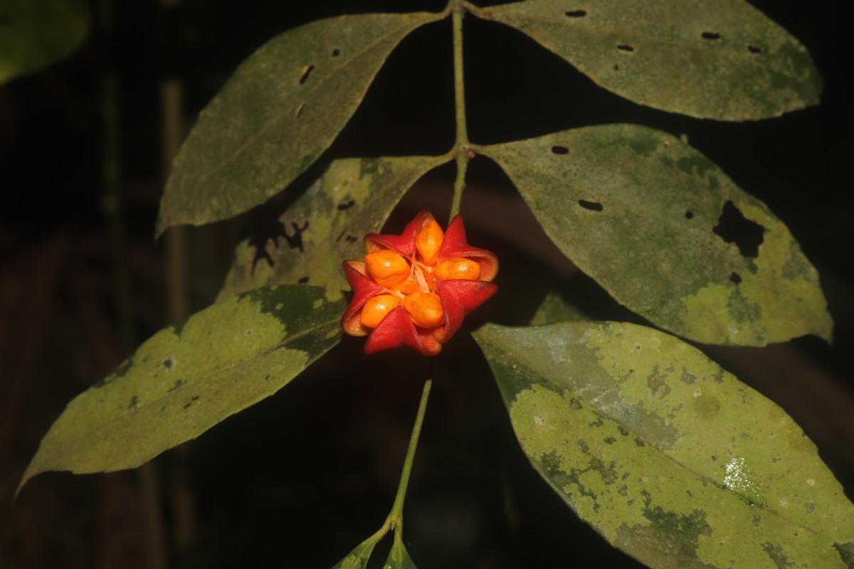 Euonymus walkeri Wight