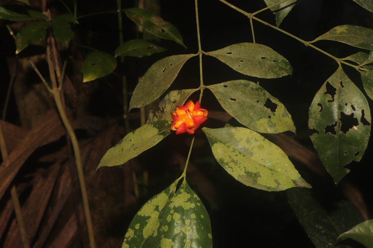Euonymus walkeri Wight