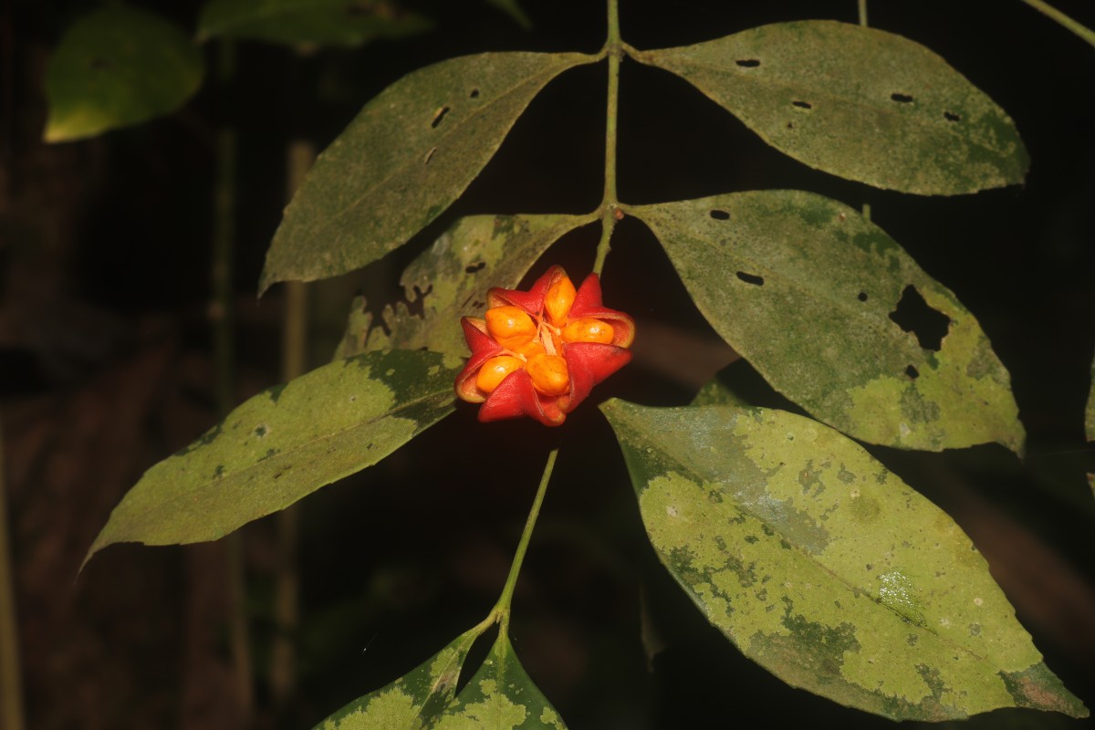 Euonymus walkeri Wight