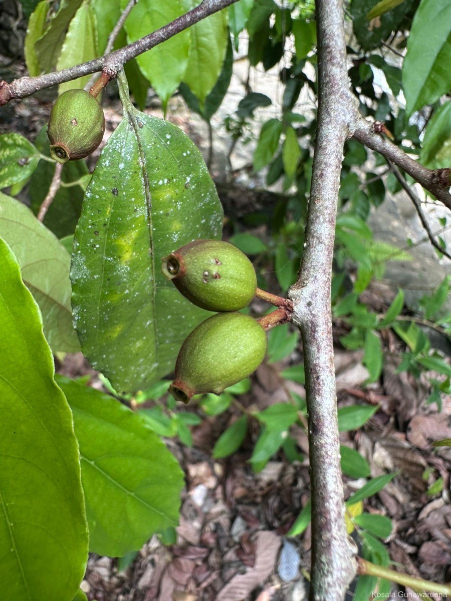 Alangium hexapetalum Lam.