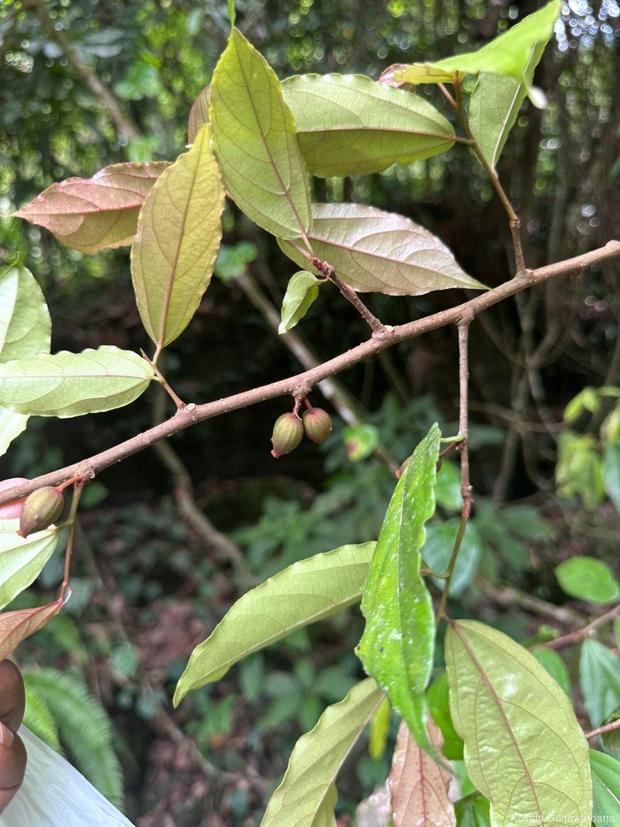 Alangium hexapetalum Lam.