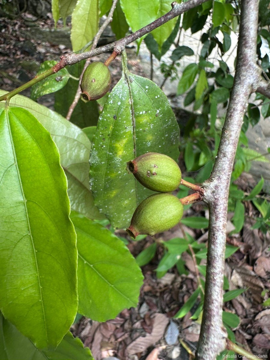 Alangium hexapetalum Lam.