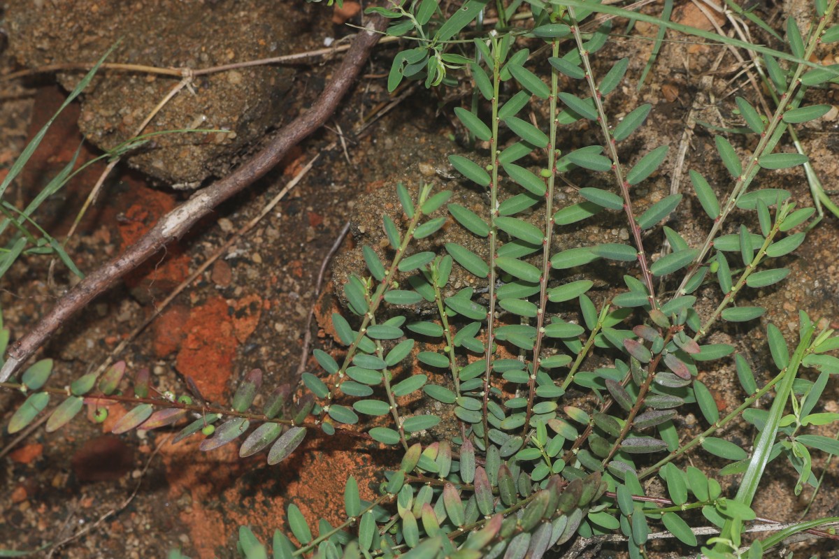 Phyllanthus urinaria L.