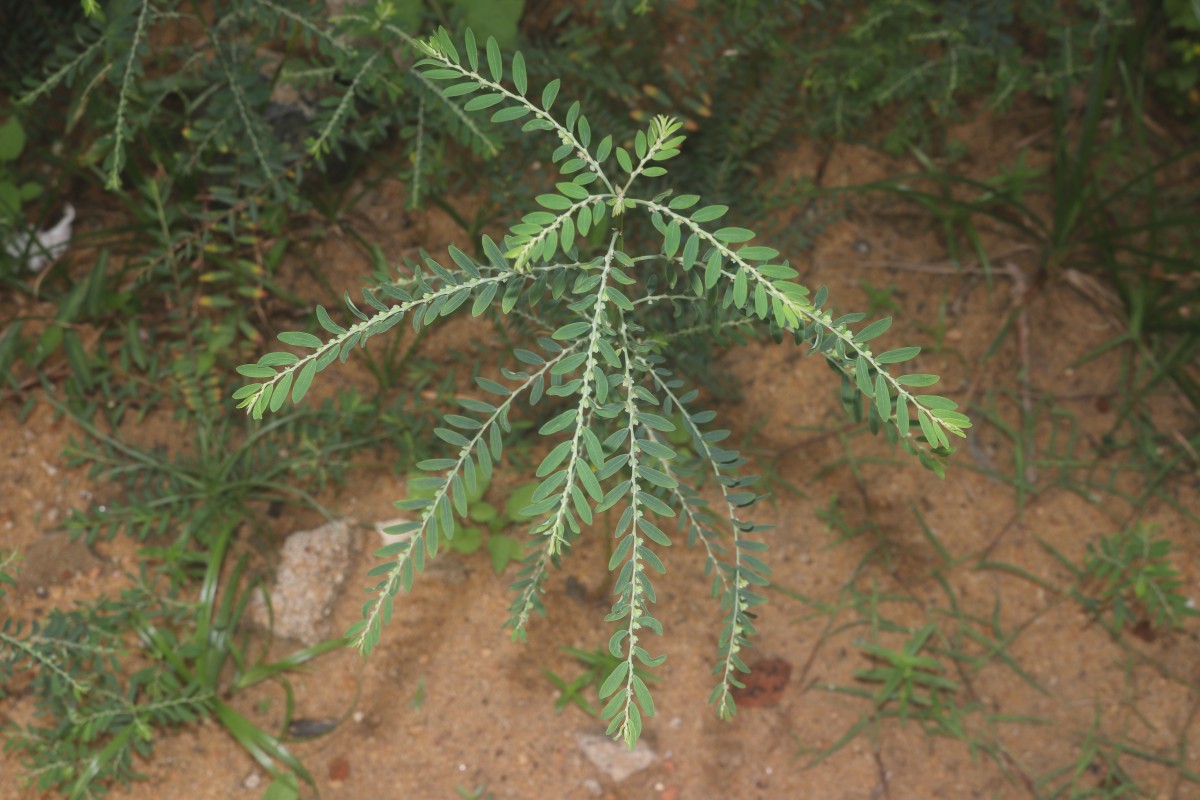 Phyllanthus debilis J.G.Klein ex Willd.