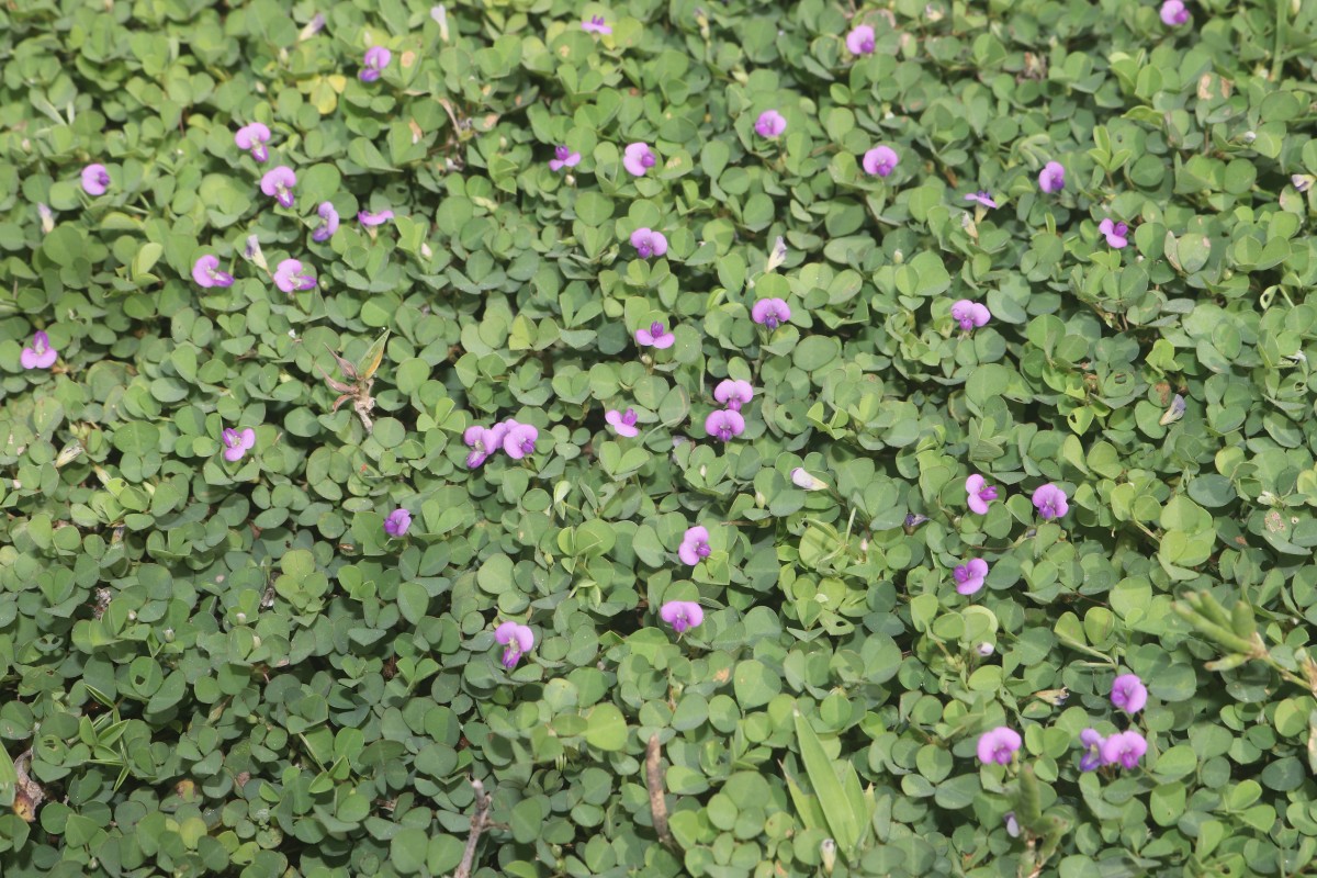 Grona triflora (L.) H.Ohashi & K.Ohashi