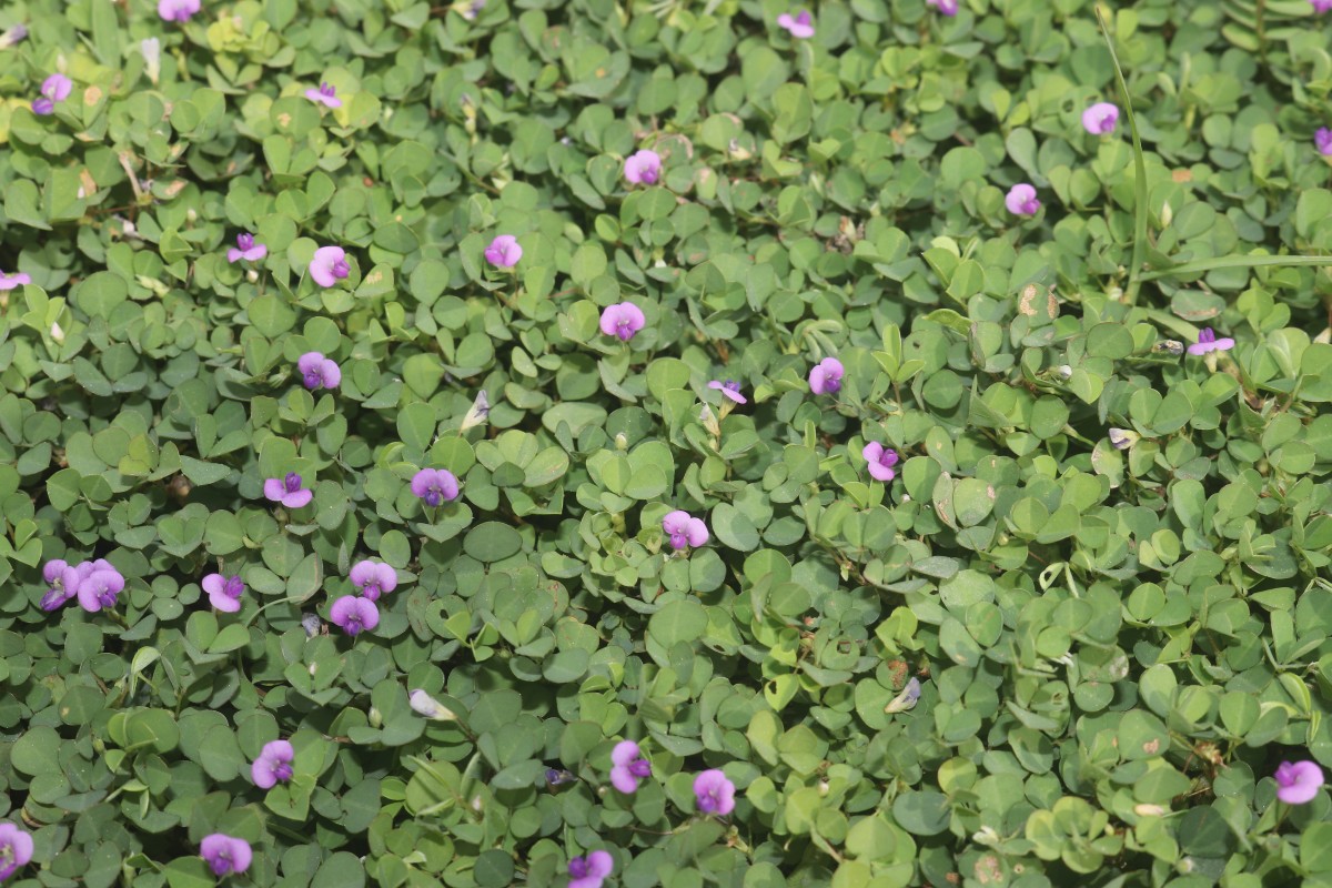 Grona triflora (L.) H.Ohashi & K.Ohashi