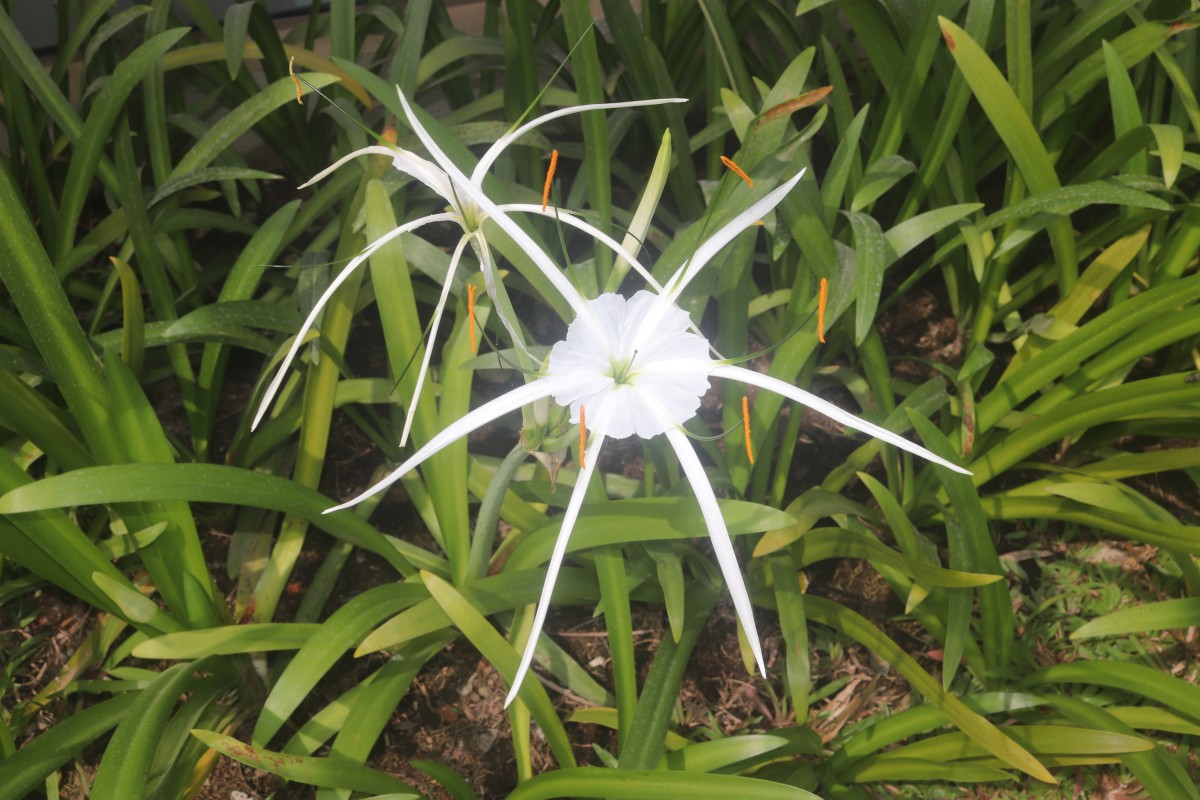 Hymenocallis littoralis (Jacq.) Salisb.