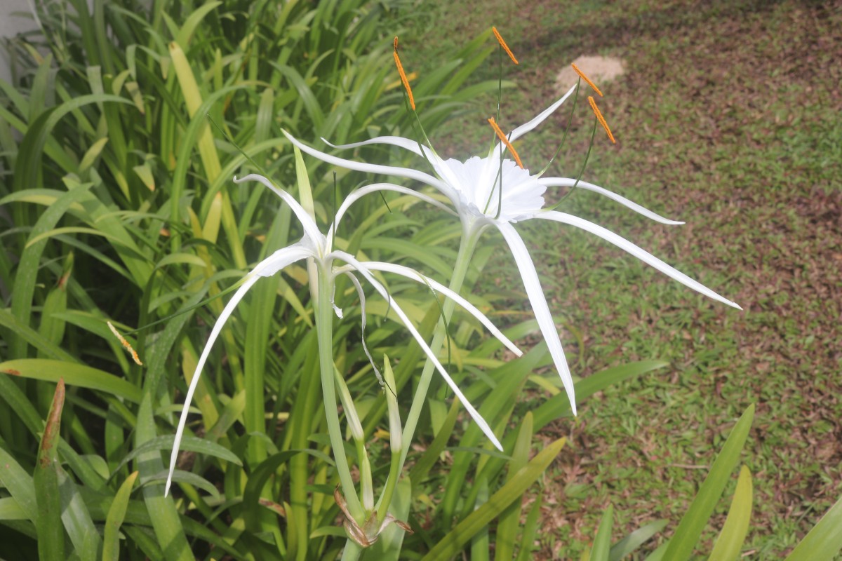 Hymenocallis littoralis (Jacq.) Salisb.