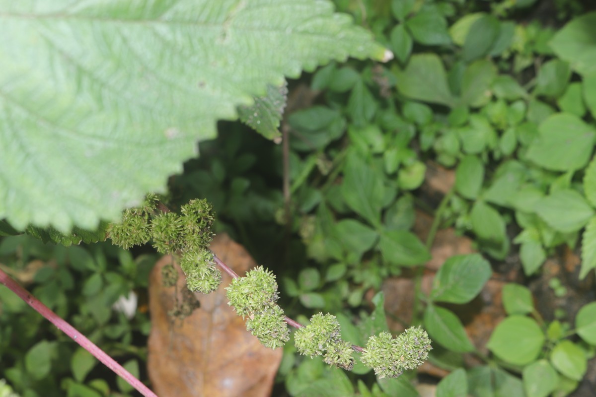 Laportea interrupta (L.) Chew