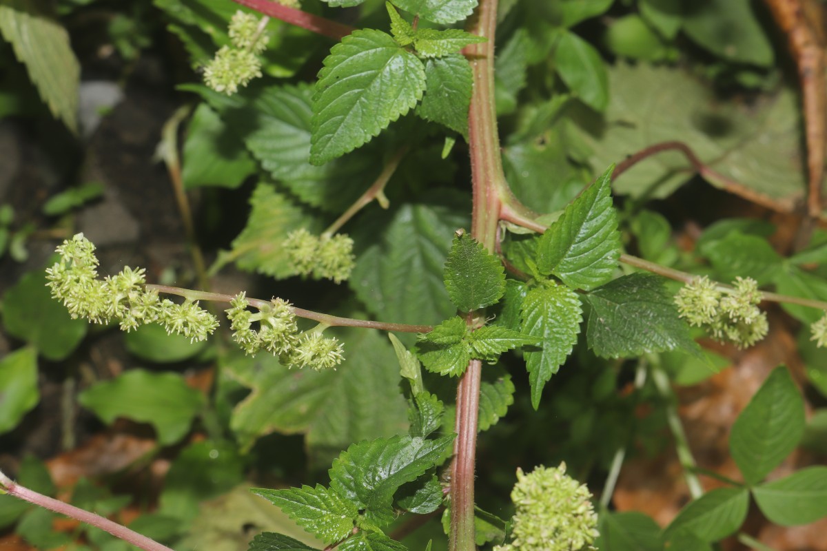 Laportea interrupta (L.) Chew