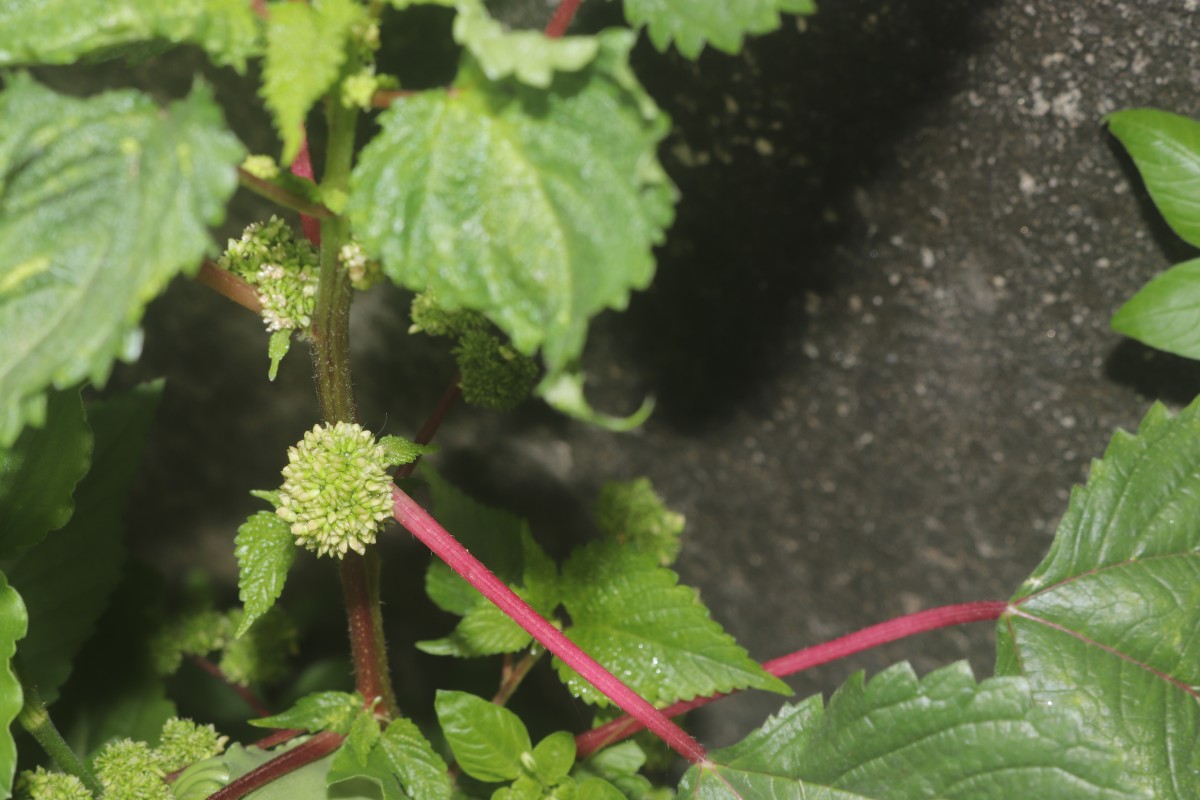 Laportea interrupta (L.) Chew