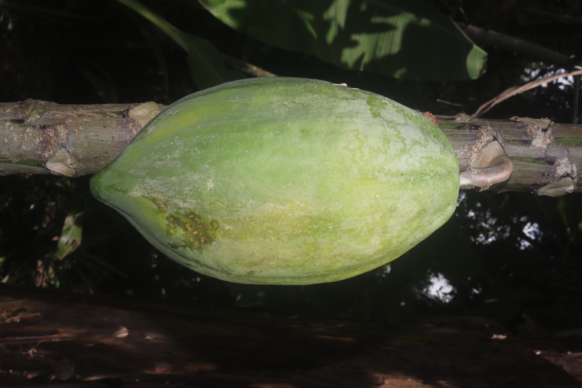 Carica papaya L.