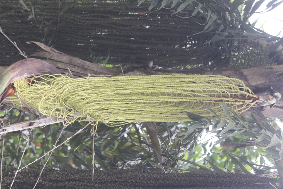 Caryota urens L.