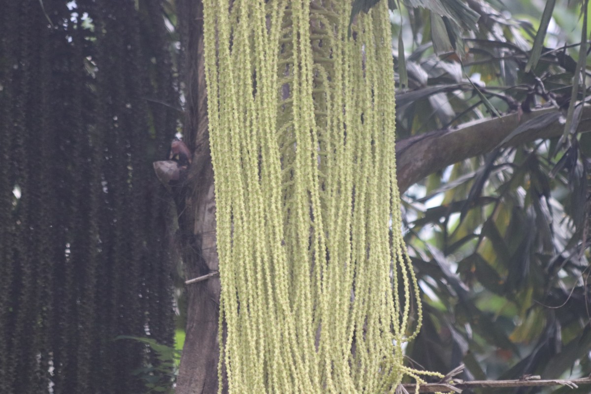 Caryota urens L.