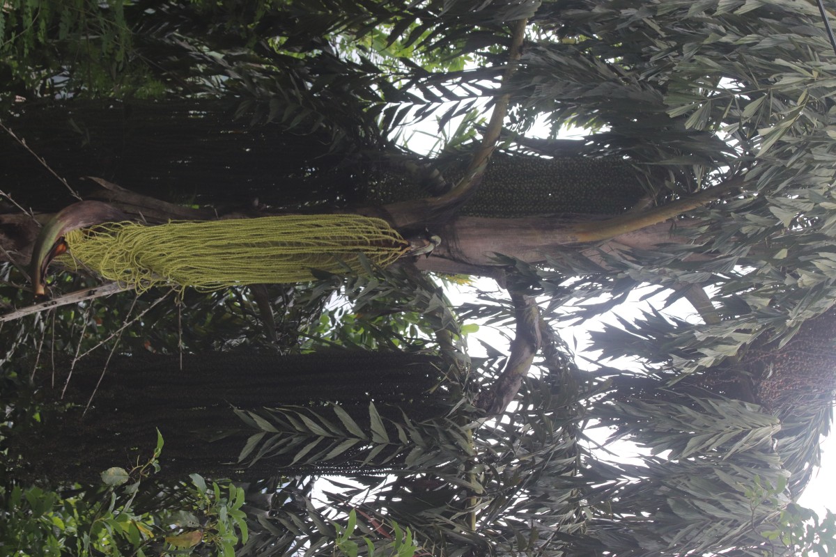 Caryota urens L.