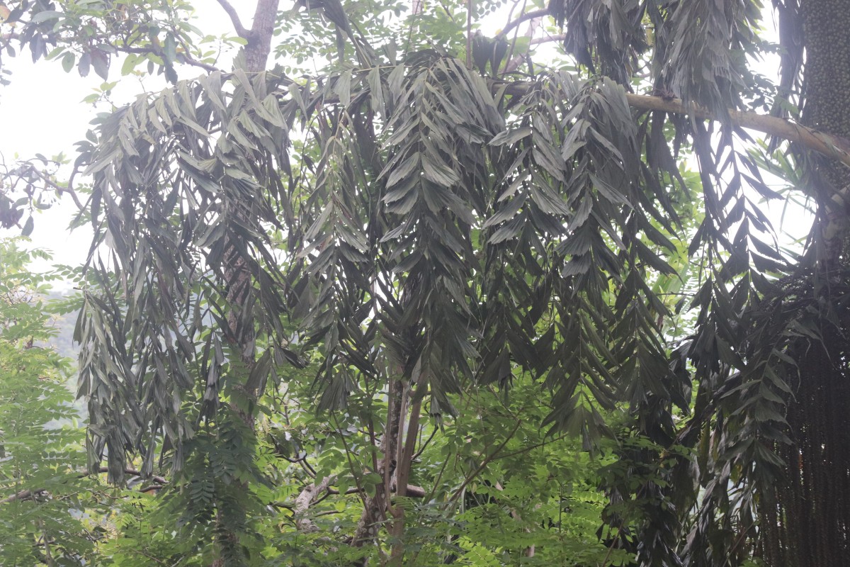 Caryota urens L.
