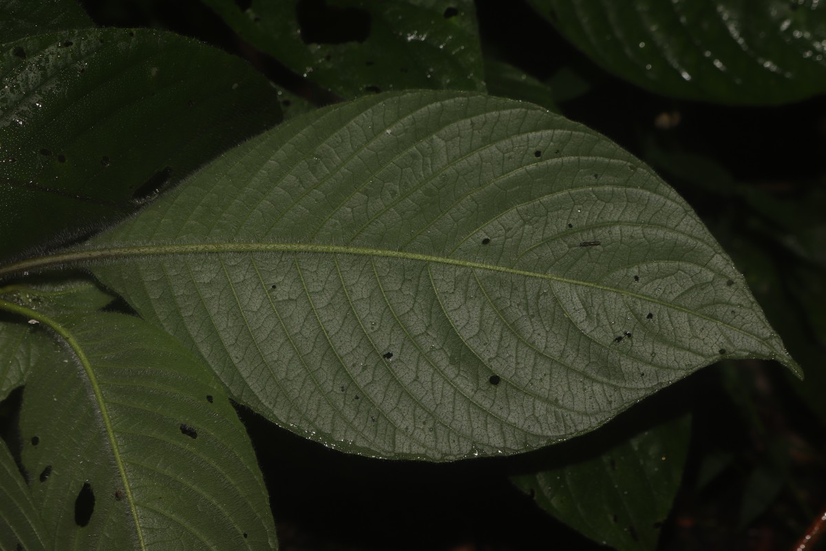 Gymnostachyum hirsutum T.Anderson