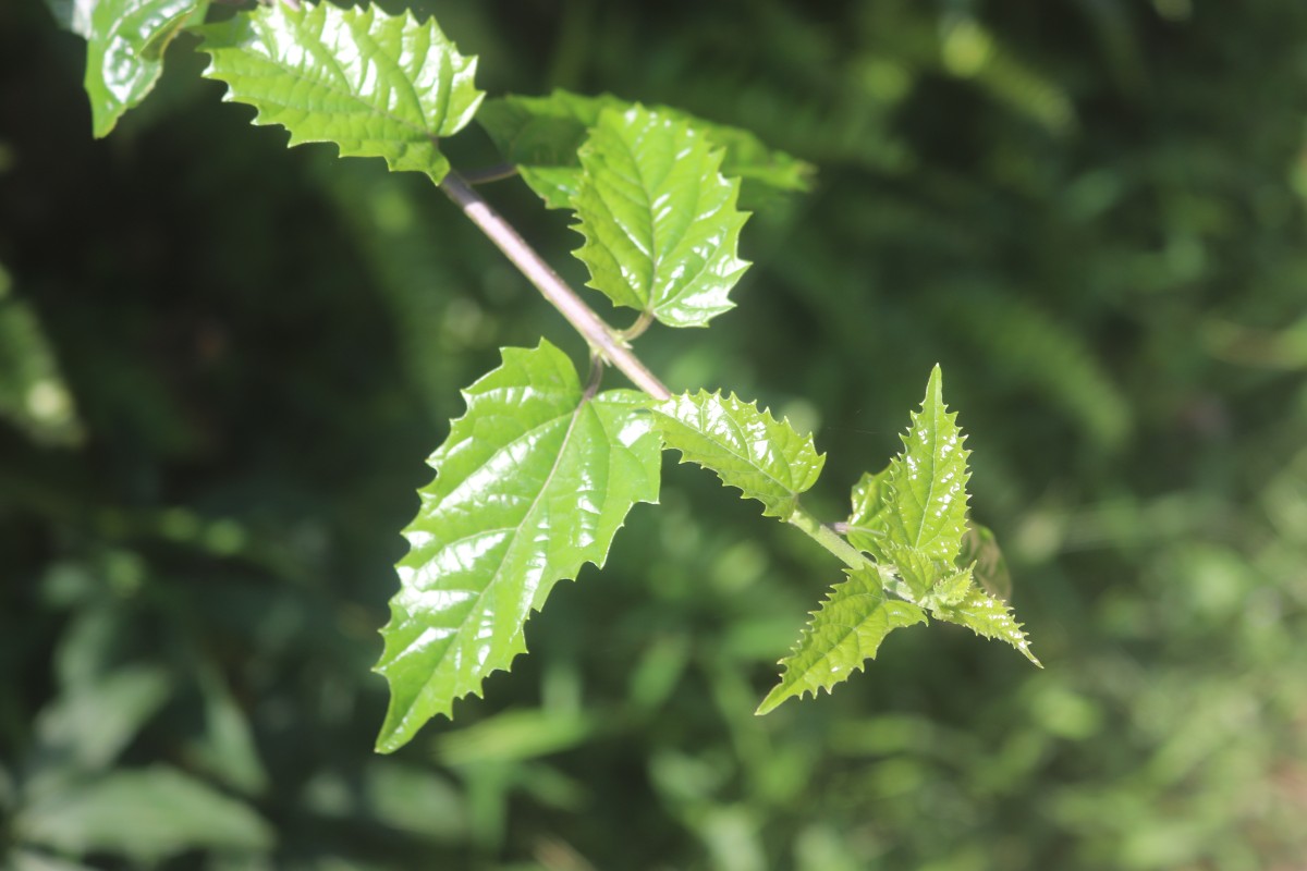 Premna procumbens Moon