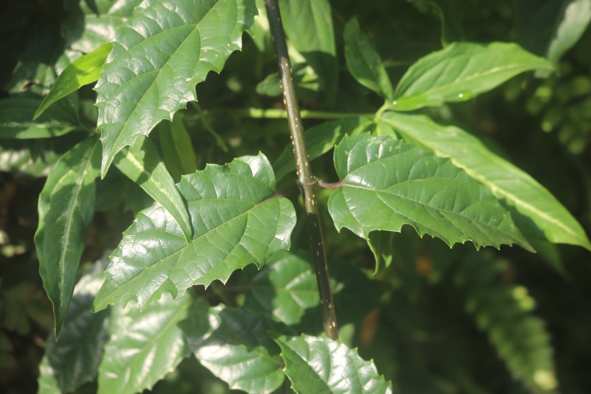 Premna procumbens Moon