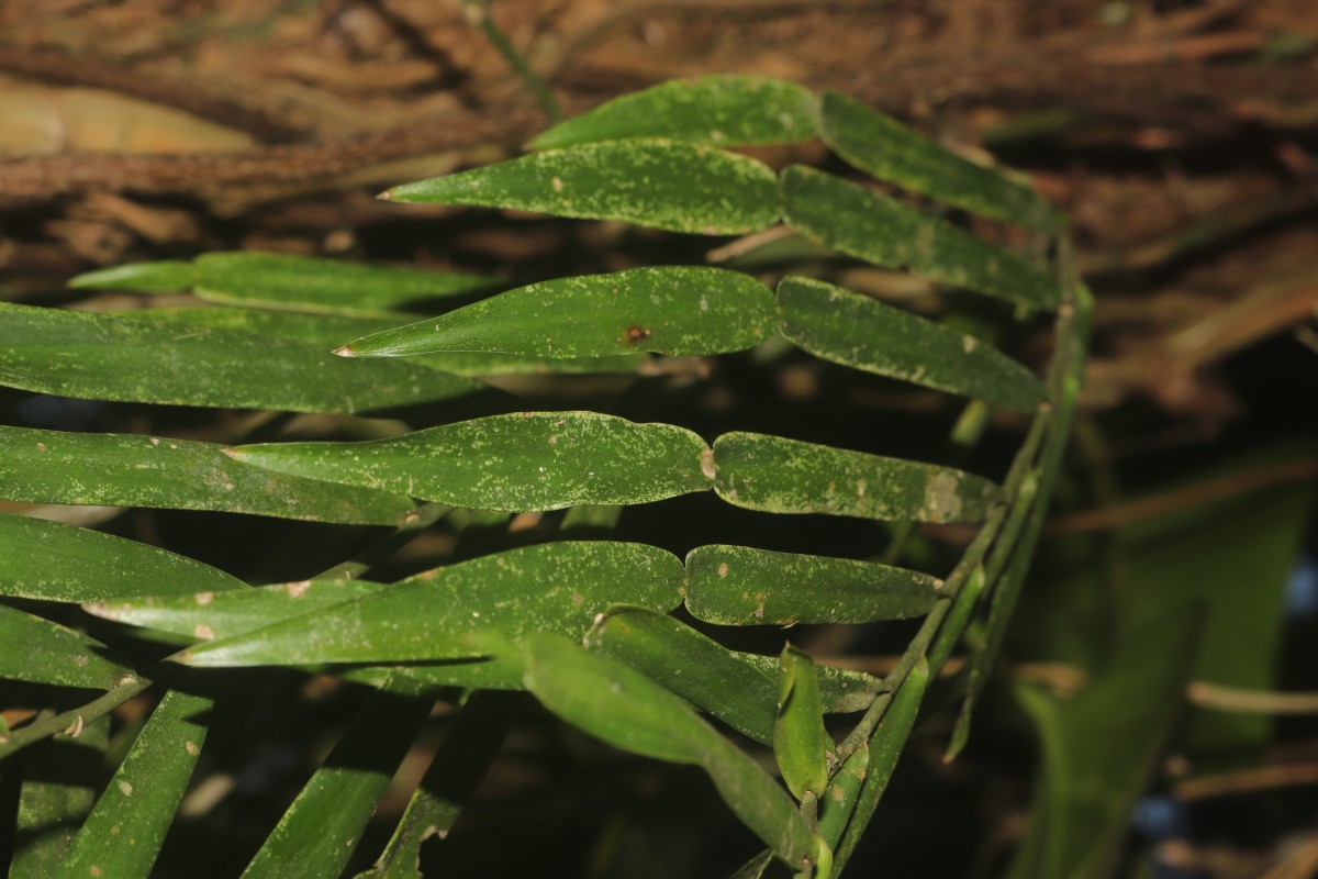 Pothos scandens L.