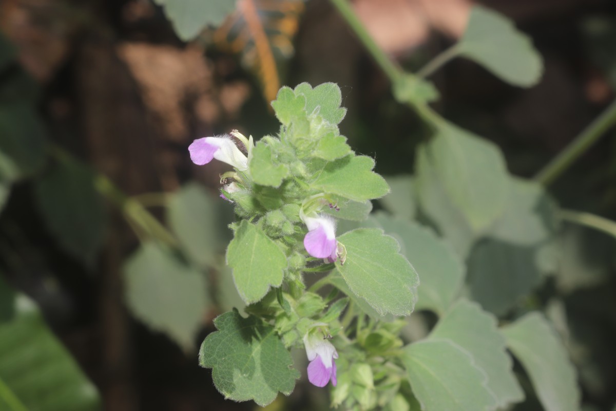 Anisomeles indica (L.) Kuntze
