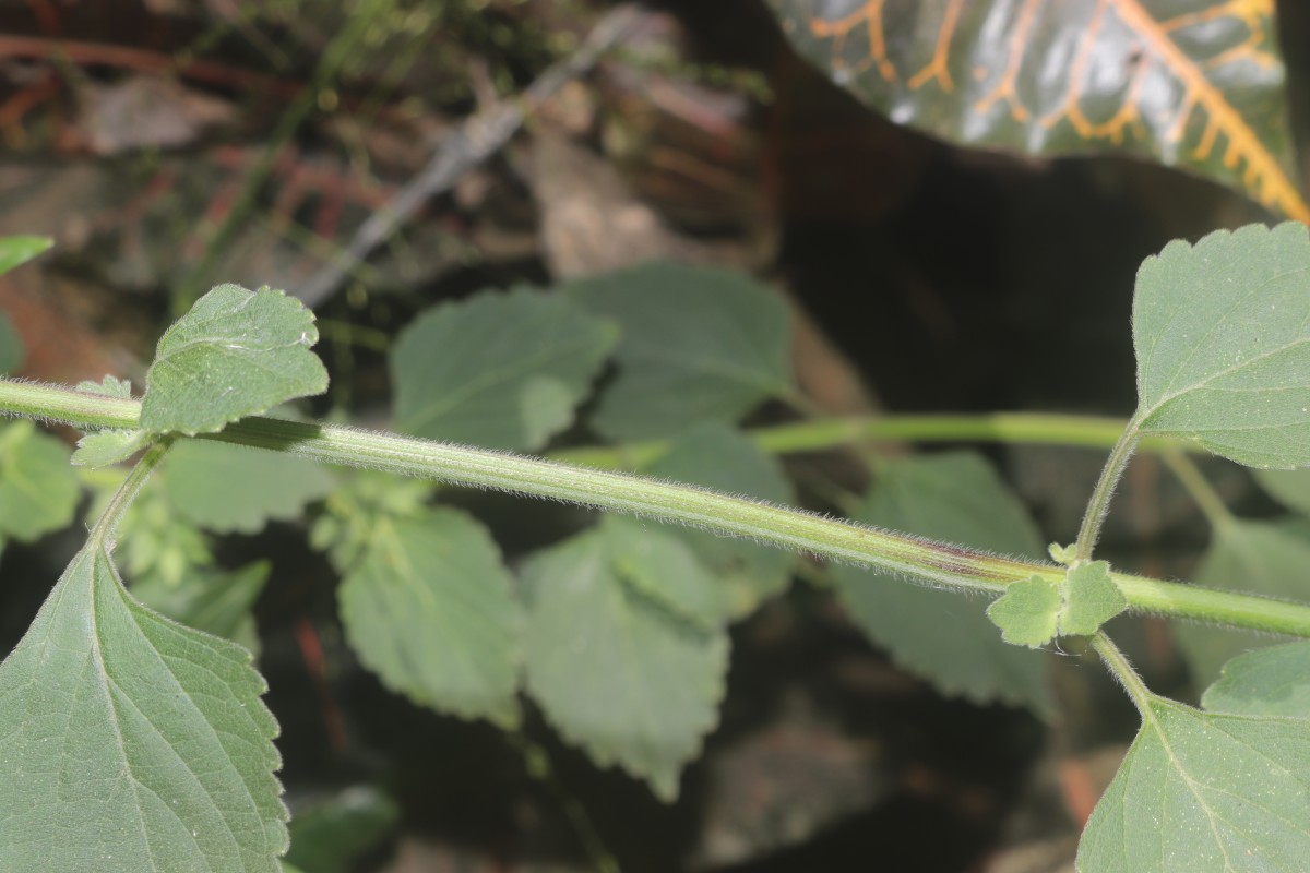 Anisomeles indica (L.) Kuntze