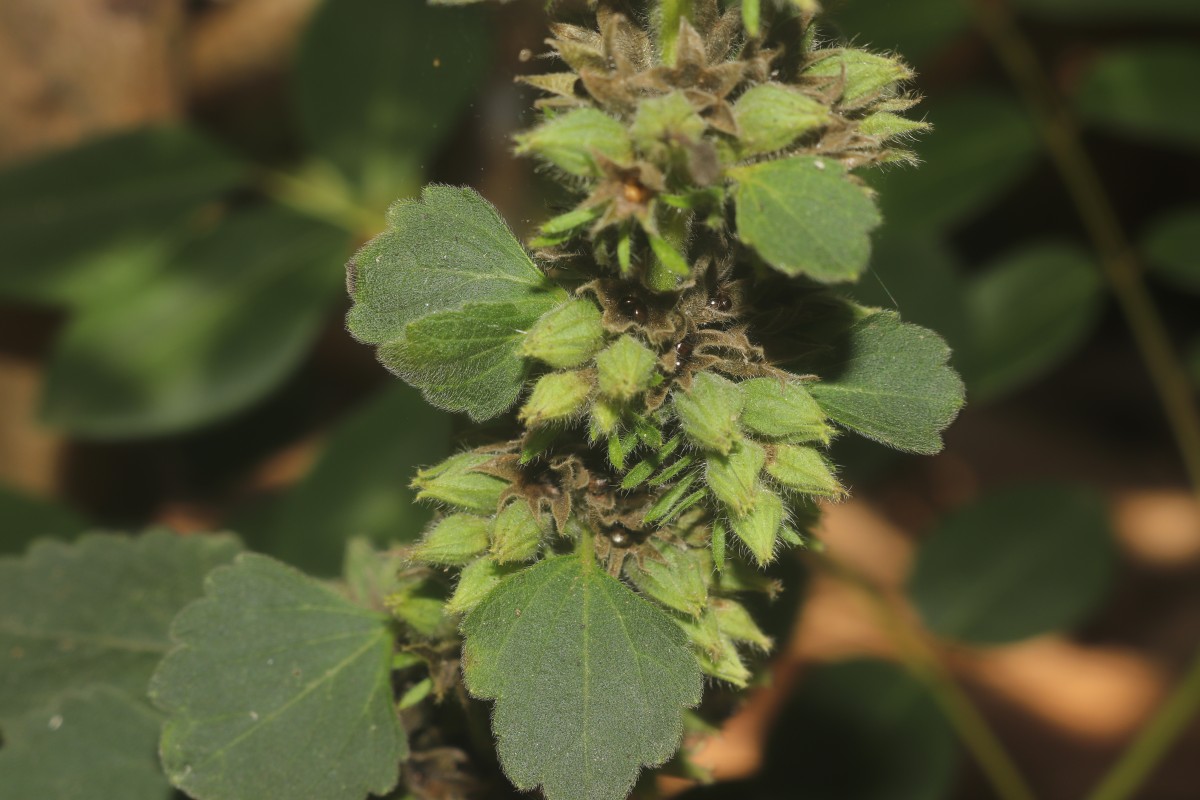 Anisomeles indica (L.) Kuntze