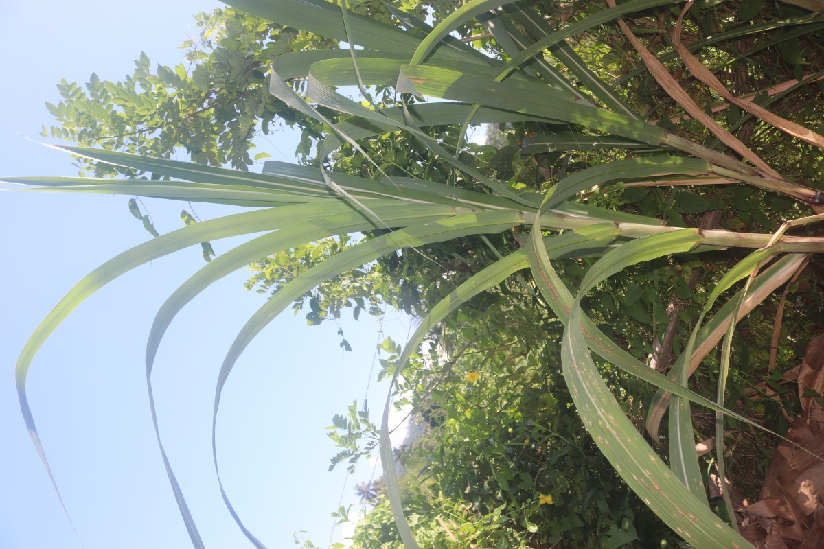 Saccharum officinarum L.