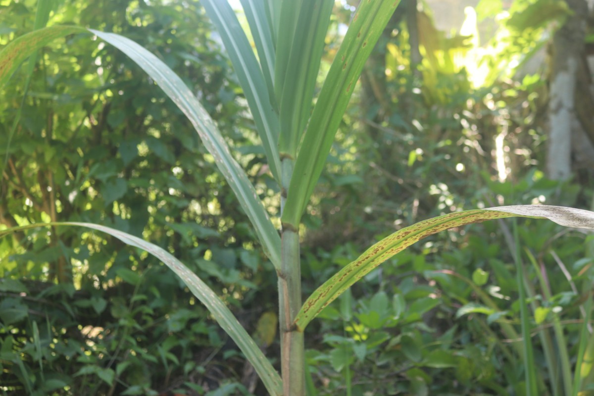 Saccharum officinarum L.