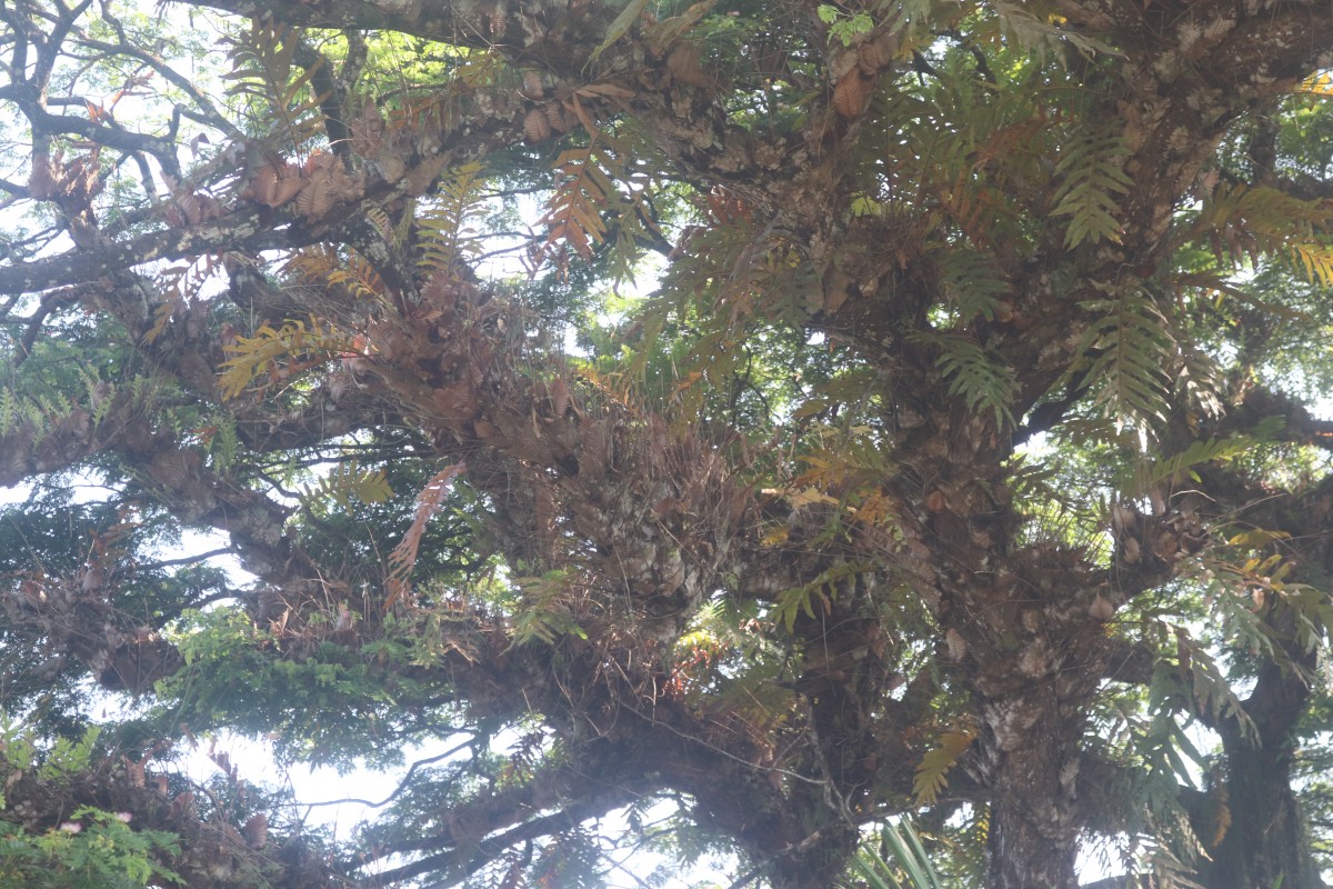 Drynaria quercifolia  (L.) J.Sm.
