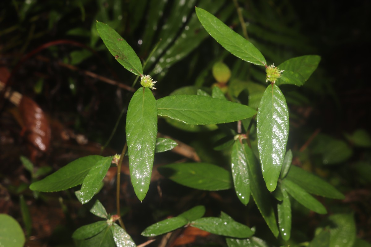Rolandra fruticosa (L.) Kuntze