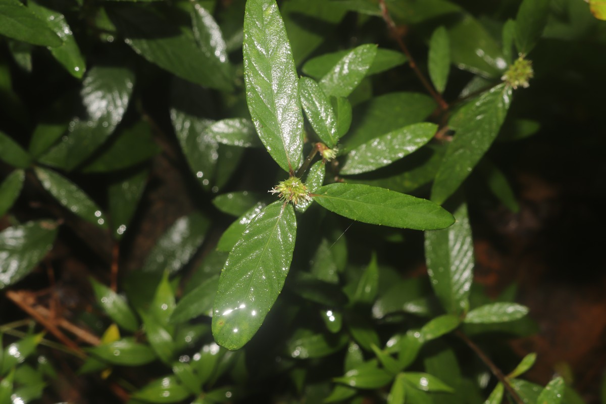 Rolandra fruticosa (L.) Kuntze