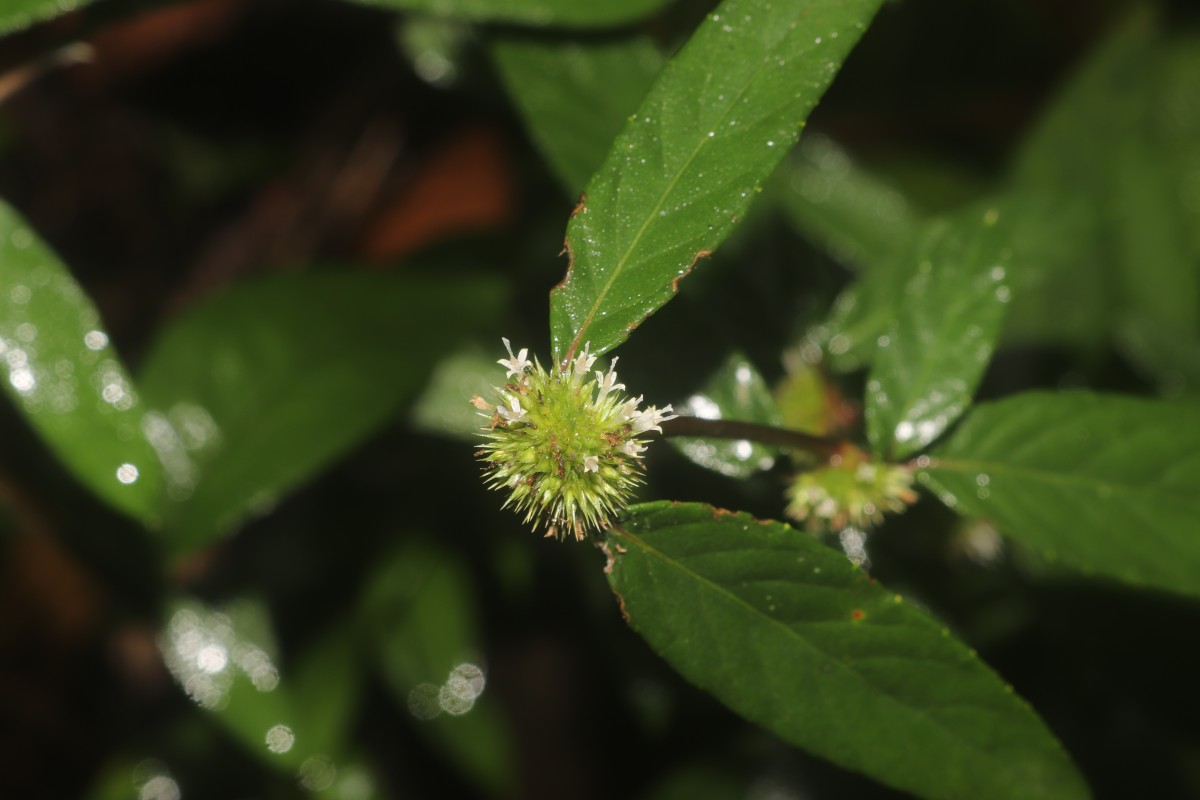 Rolandra fruticosa (L.) Kuntze