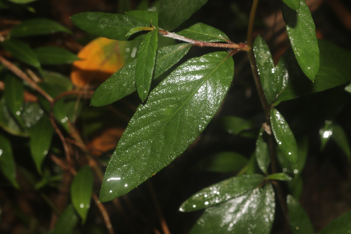 Rolandra fruticosa (L.) Kuntze