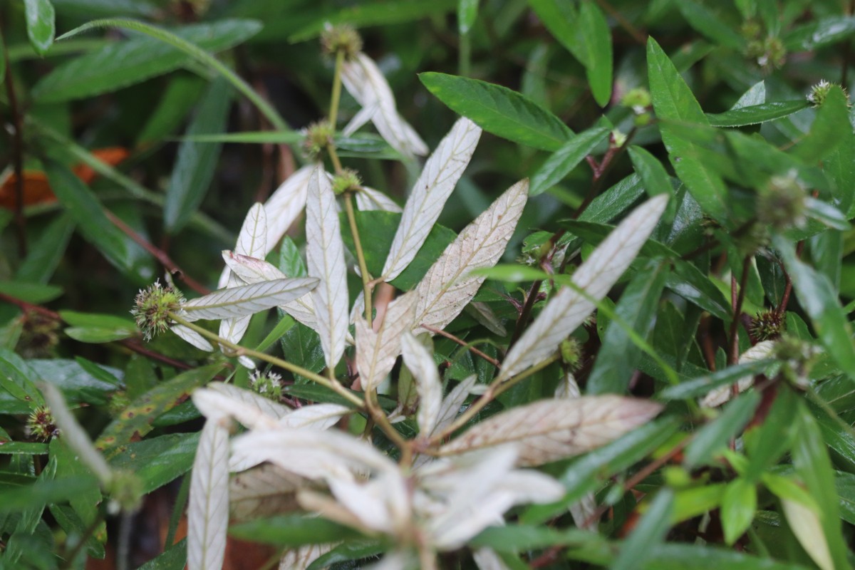 Rolandra fruticosa (L.) Kuntze