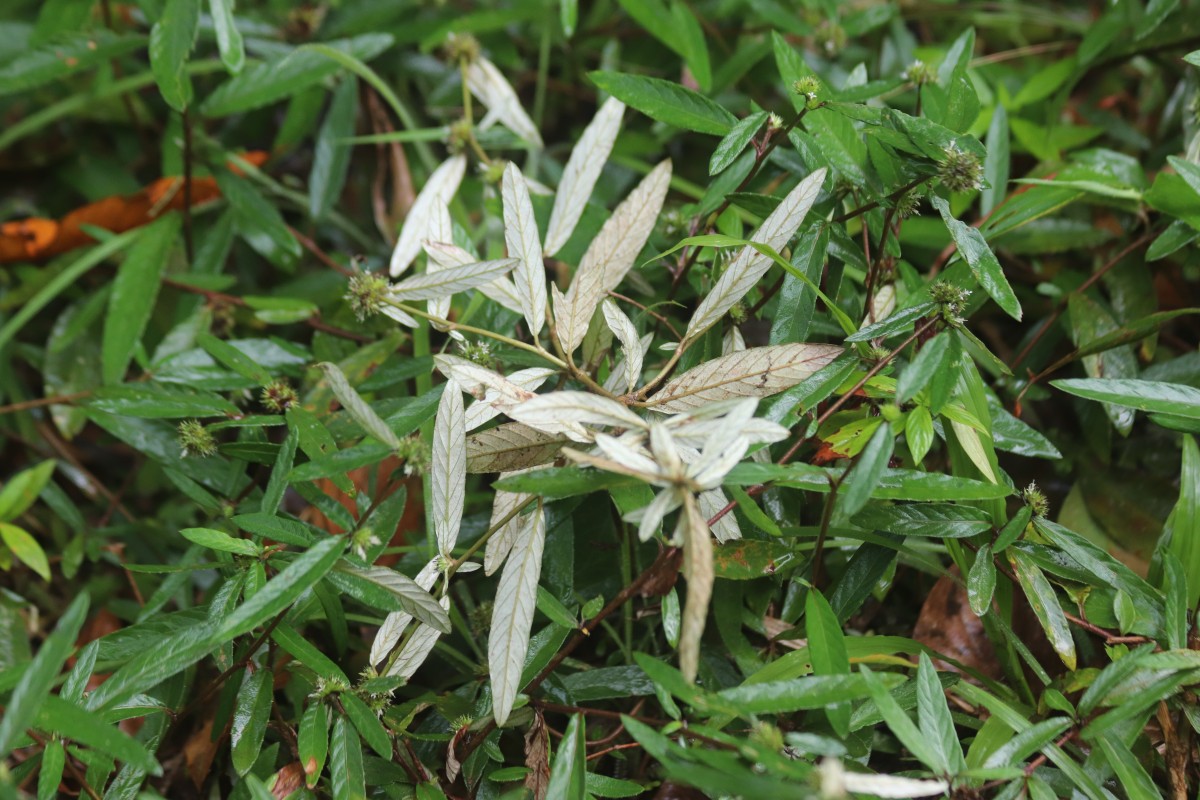 Rolandra fruticosa (L.) Kuntze