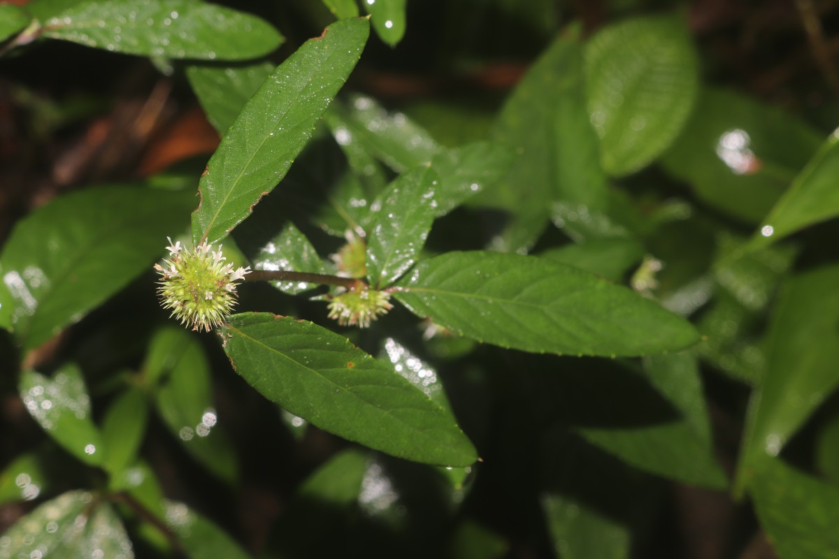 Rolandra fruticosa (L.) Kuntze