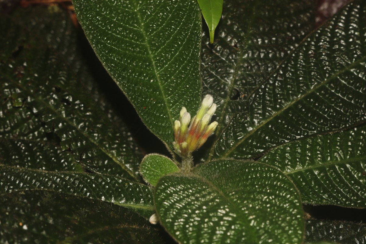 Acranthera ceylanica Arn. ex Meisn.
