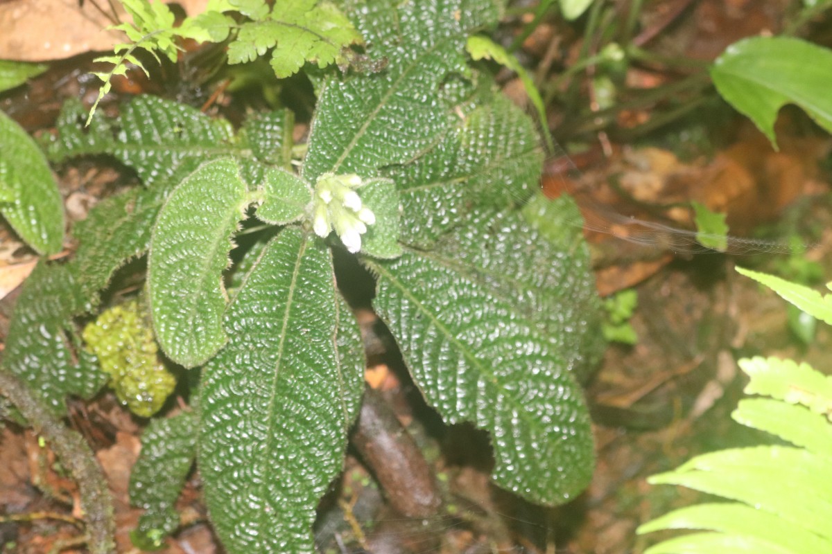 Acranthera ceylanica Arn. ex Meisn.
