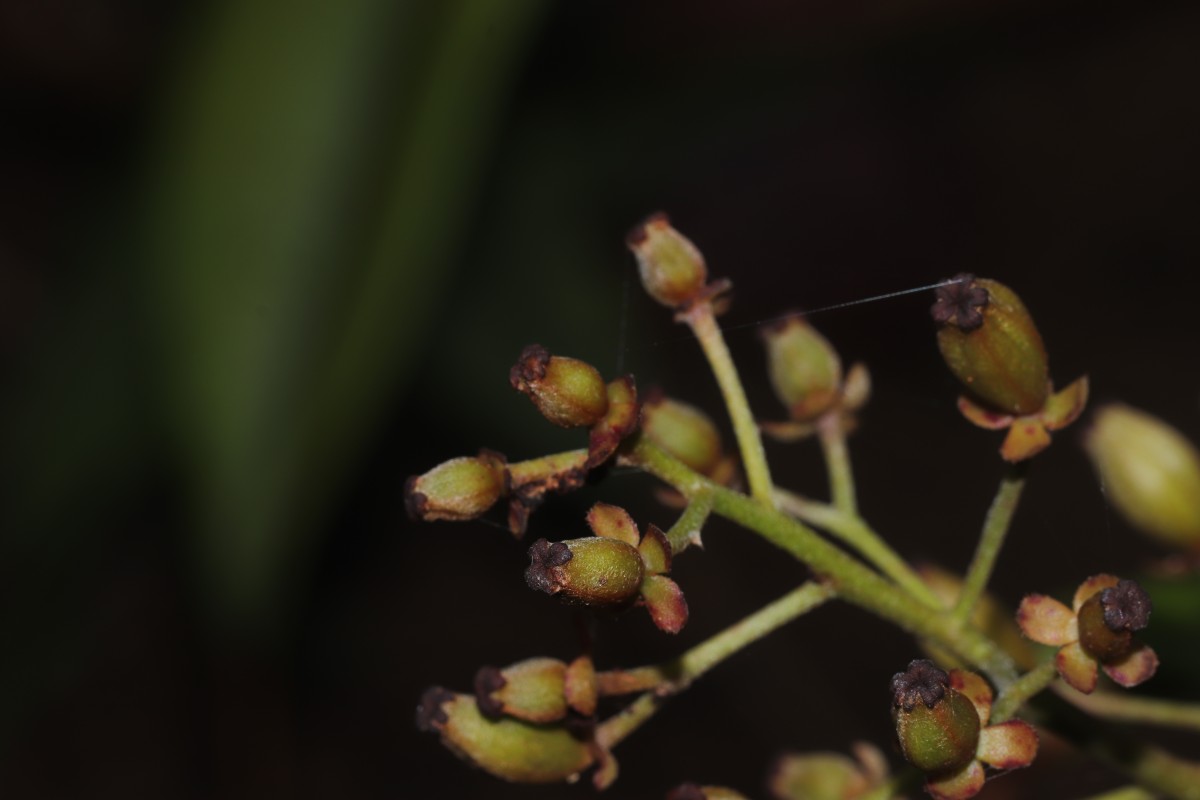 Nepenthes distillatoria L.