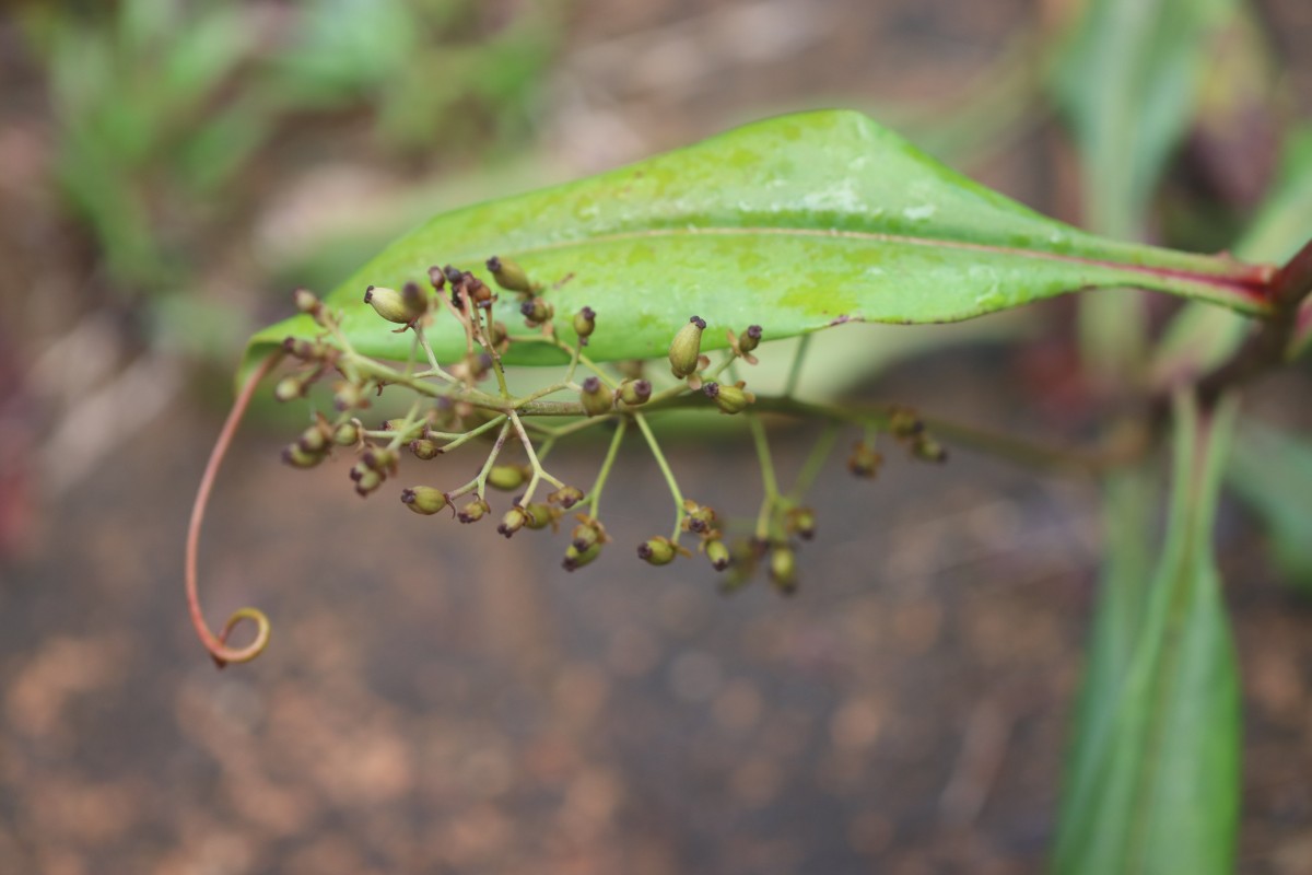 Nepenthes distillatoria L.
