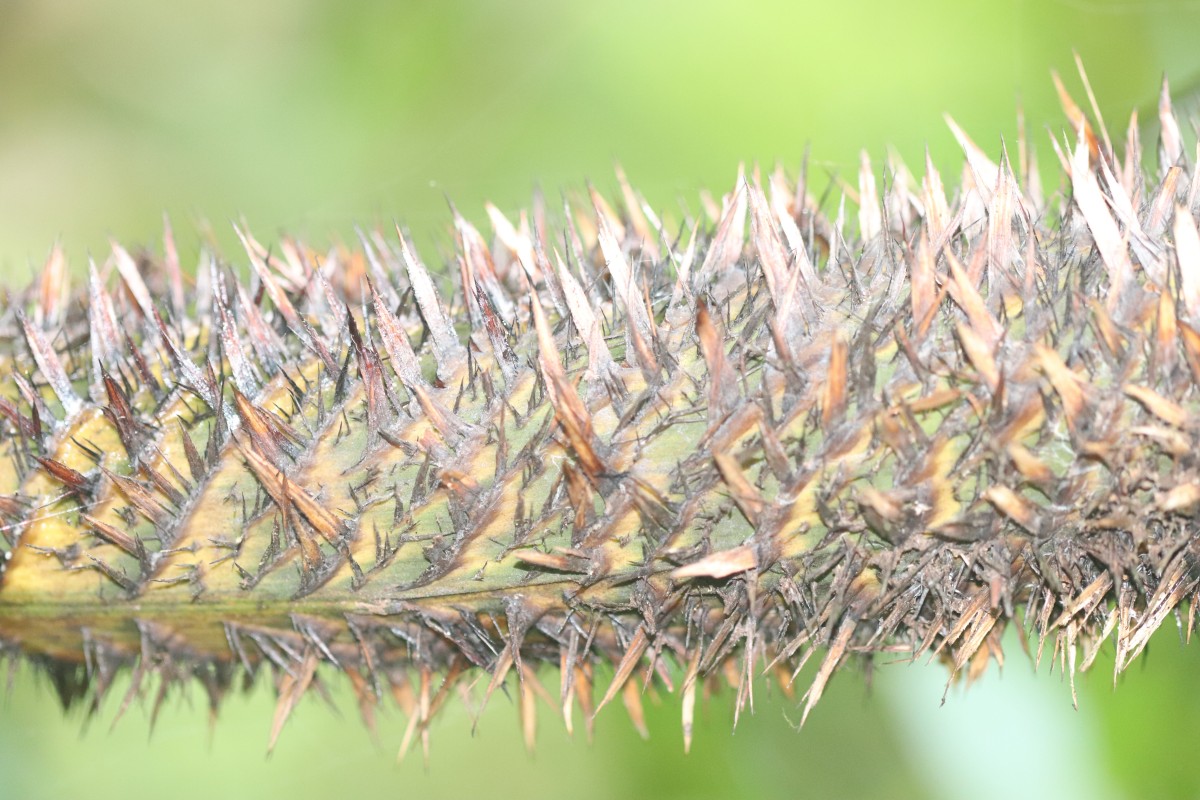 Calamus ovoideus Thwaites ex Trimen