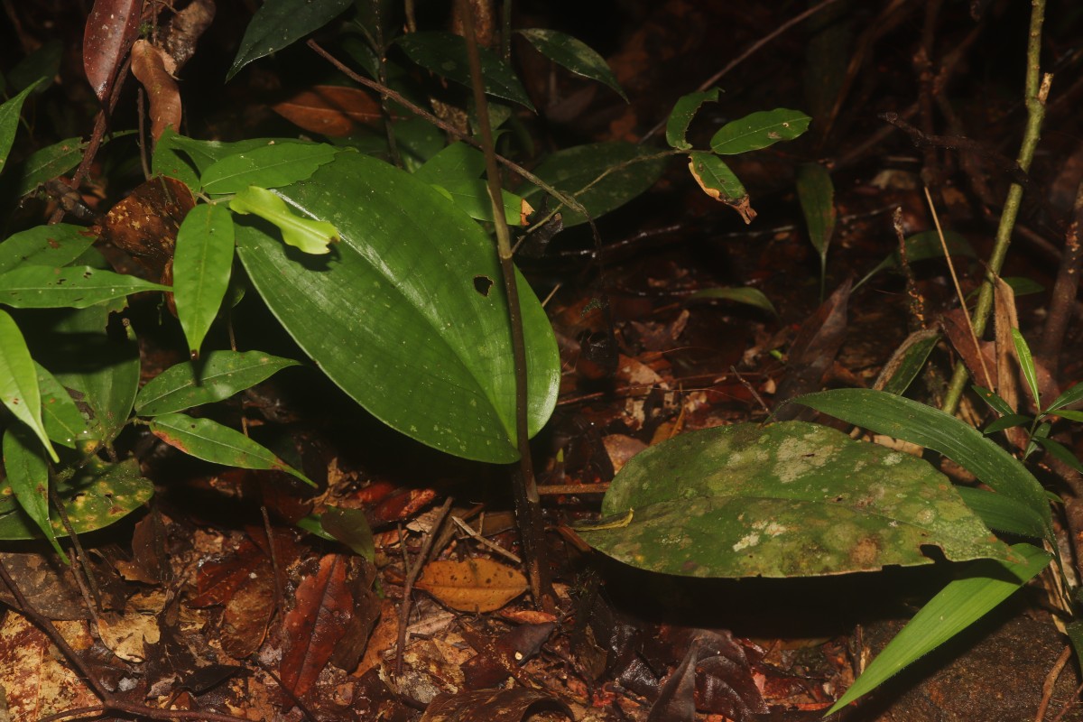 Cryptostylis arachnites (Blume) Hassk.